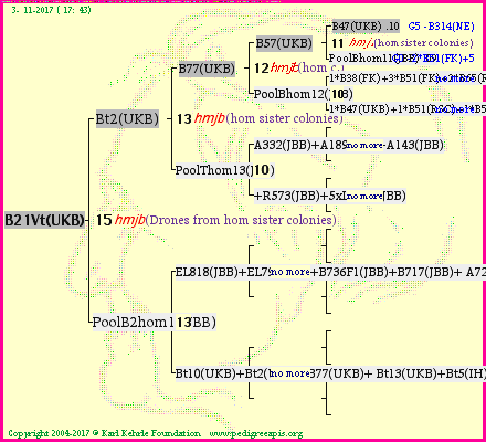 Pedigree of B21Vt(UKB) :
four generations presented