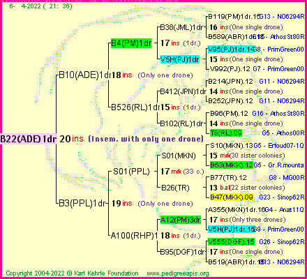 Pedigree of B22(ADE)1dr :
four generations presented
it's temporarily unavailable, sorry!