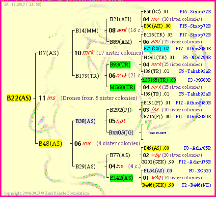 Pedigree of B22(AS) :
four generations presented