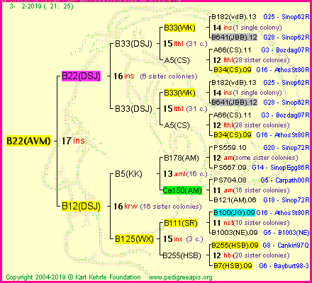 Pedigree of B22(AVM) :
four generations presented
it's temporarily unavailable, sorry!