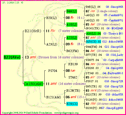 Pedigree of B22(AVe) :
four generations presented