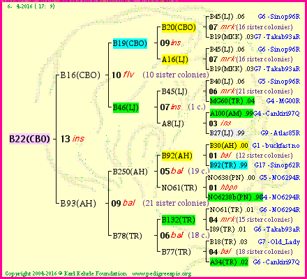 Pedigree of B22(CBO) :
four generations presented