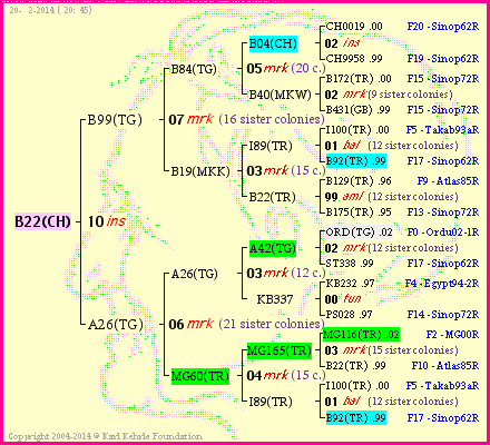 Pedigree of B22(CH) :
four generations presented