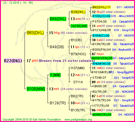 Pedigree of B22(DKL) :
four generations presented<br />it's temporarily unavailable, sorry!