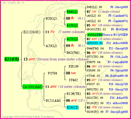 Pedigree of B22(FB) :
four generations presented