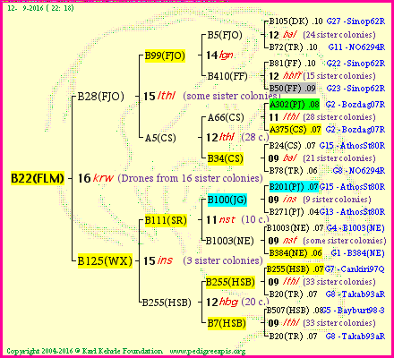 Pedigree of B22(FLM) :
four generations presented