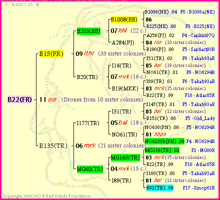 Pedigree of B22(FR) :
four generations presented