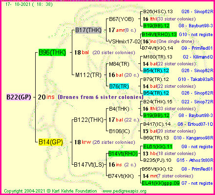 Pedigree of B22(GP) :
four generations presented
it's temporarily unavailable, sorry!