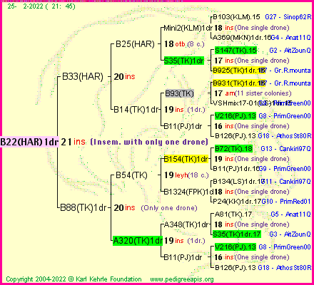 Pedigree of B22(HAR)1dr :
four generations presented
it's temporarily unavailable, sorry!