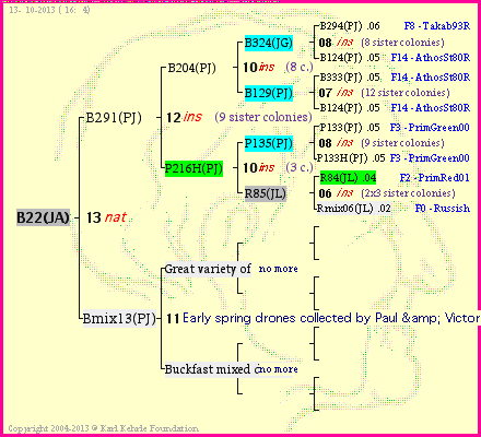 Pedigree of B22(JA) :
four generations presented