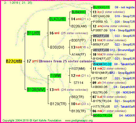 Pedigree of B22(JtB) :
four generations presented<br />it's temporarily unavailable, sorry!