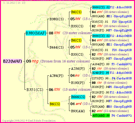 Pedigree of B22(MAF) :
four generations presented