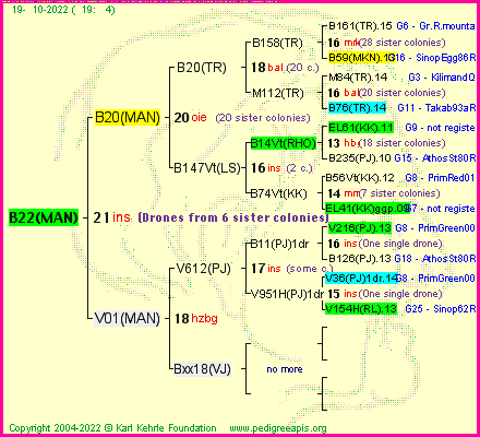 Pedigree of B22(MAN) :
four generations presented
it's temporarily unavailable, sorry!