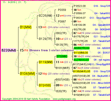 Pedigree of B22(MM) :
four generations presented
it's temporarily unavailable, sorry!