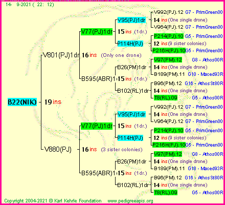 Pedigree of B22(NIK) :
four generations presented
it's temporarily unavailable, sorry!