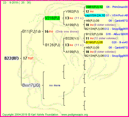 Pedigree of B22(RF) :
four generations presented<br />it's temporarily unavailable, sorry!