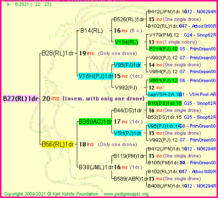 Pedigree of B22(RL)1dr :
four generations presented
it's temporarily unavailable, sorry!