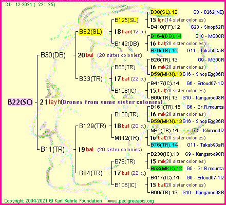 Pedigree of B22(SC) :
four generations presented
it's temporarily unavailable, sorry!