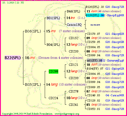 Pedigree of B22(SPL) :
four generations presented