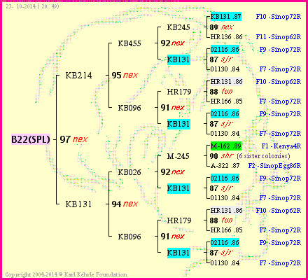 Pedigree of B22(SPL) :
four generations presented