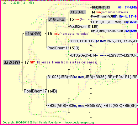 Pedigree of B22(SW) :
four generations presented<br />it's temporarily unavailable, sorry!