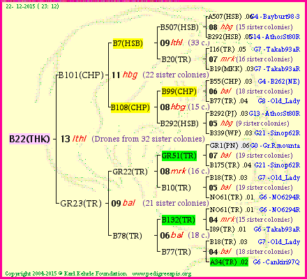 Pedigree of B22(THK) :
four generations presented