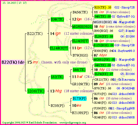 Pedigree of B22(TK)1dr :
four generations presented