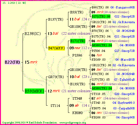 Pedigree of B22(TR) :
four generations presented