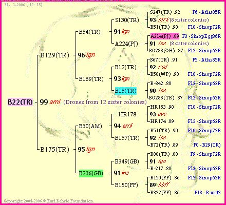 Pedigree of B22(TR) :
four generations presented
it's temporarily unavailable, sorry!