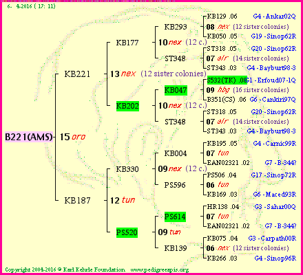 Pedigree of B221(AMS) :
four generations presented