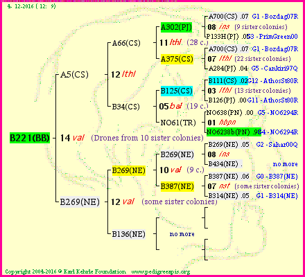 Pedigree of B221(BB) :
four generations presented