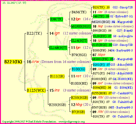 Pedigree of B221(TK) :
four generations presented<br />it's temporarily unavailable, sorry!