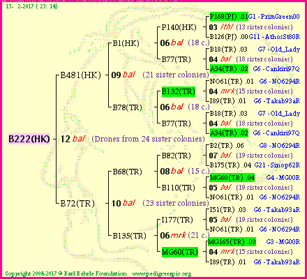 Pedigree of B222(HK) :
four generations presented