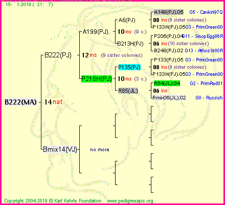 Pedigree of B222(MA) :
four generations presented<br />it's temporarily unavailable, sorry!