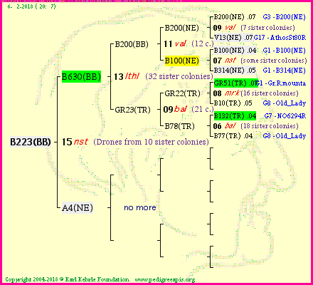 Pedigree of B223(BB) :
four generations presented