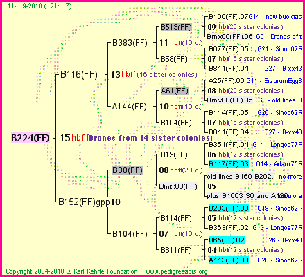 Pedigree of B224(FF) :
four generations presented