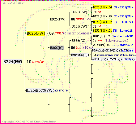 Pedigree of B224(FW) :
four generations presented