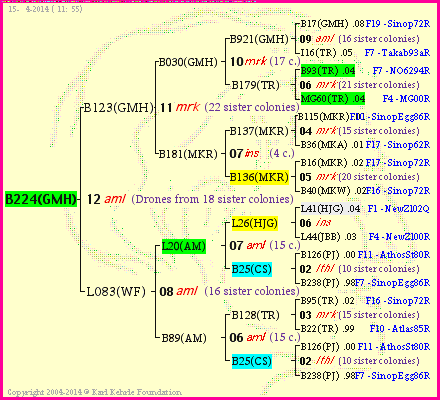 Pedigree of B224(GMH) :
four generations presented