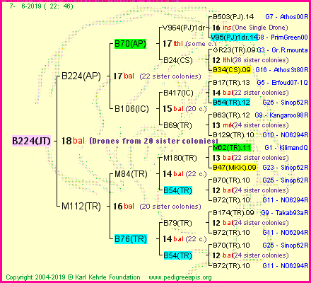Pedigree of B224(JT) :
four generations presented<br />it's temporarily unavailable, sorry!