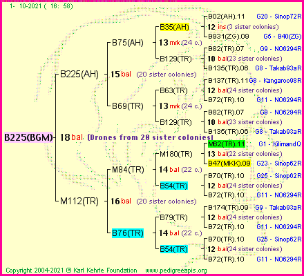 Pedigree of B225(BGM) :
four generations presented
it's temporarily unavailable, sorry!