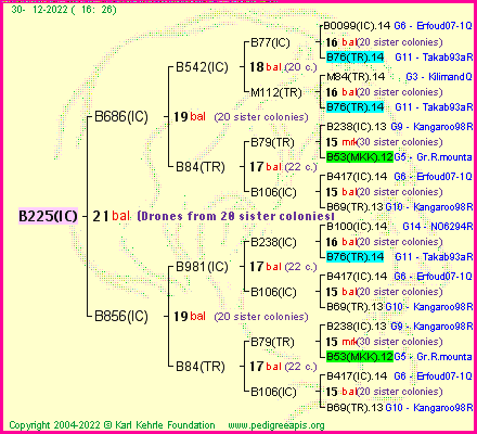 Pedigree of B225(IC) :
four generations presented
it's temporarily unavailable, sorry!