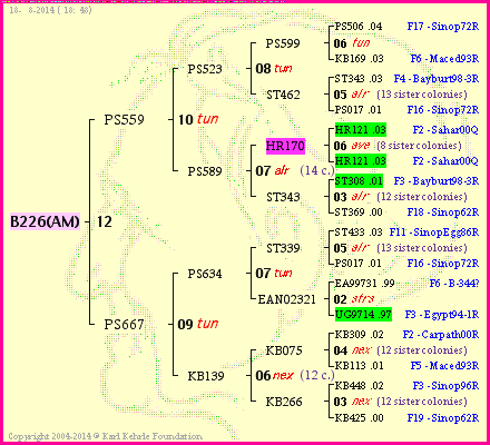 Pedigree of B226(AM) :
four generations presented<br />it's temporarily unavailable, sorry!