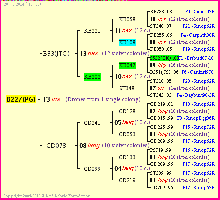 Pedigree of B227(PG) :
four generations presented