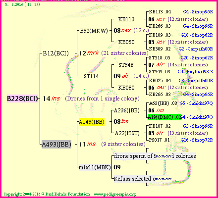 Pedigree of B228(BCI) :
four generations presented