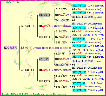 Pedigree of B228(FF) :
four generations presented