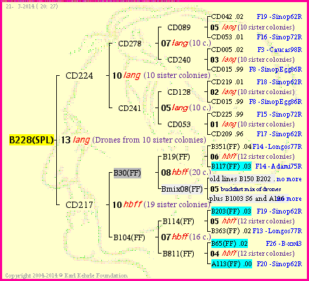 Pedigree of B228(SPL) :
four generations presented