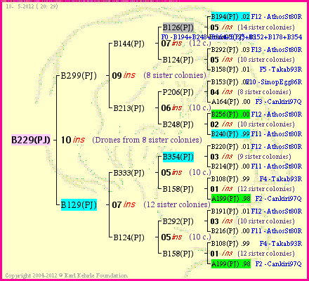 Pedigree of B229(PJ) :
four generations presented