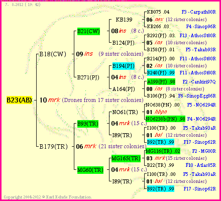 Pedigree of B23(AB) :
four generations presented