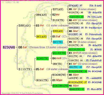 Pedigree of B23(AH) :
four generations presented