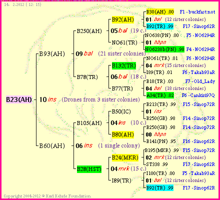 Pedigree of B23(AH) :
four generations presented